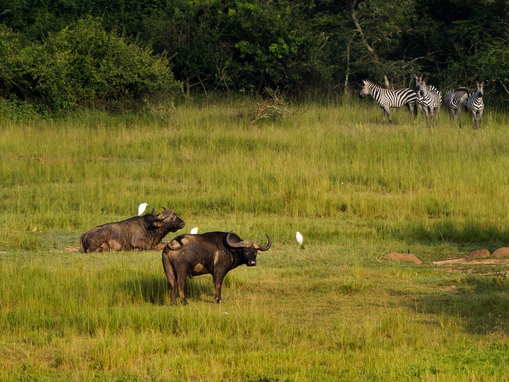 Buffalo and zebras in the grasslands of Akagera National Park