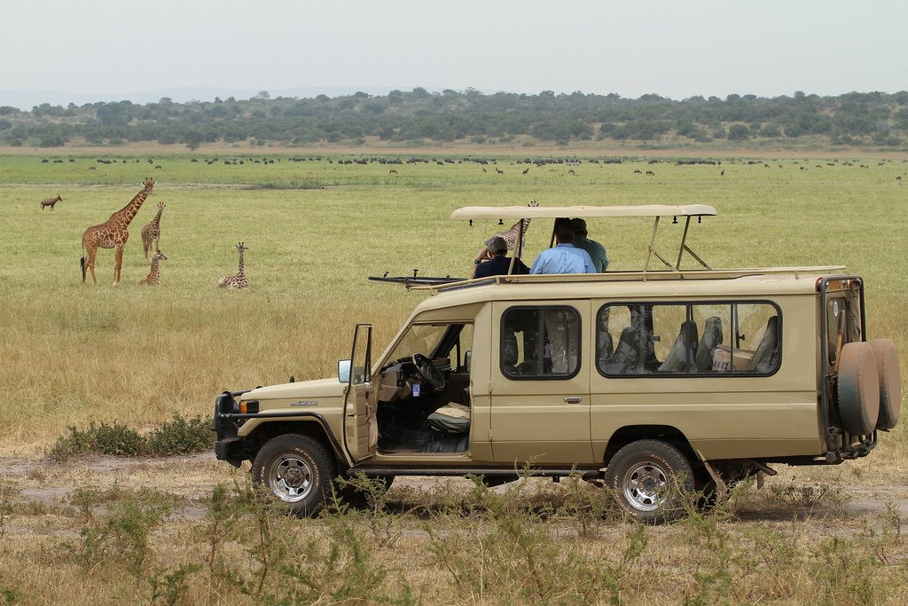 Giraffes and a safari vehicle on a game drive in Akagera National Park