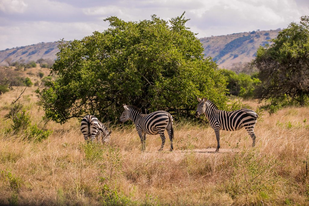 Akagera National Park: Big Five safari
