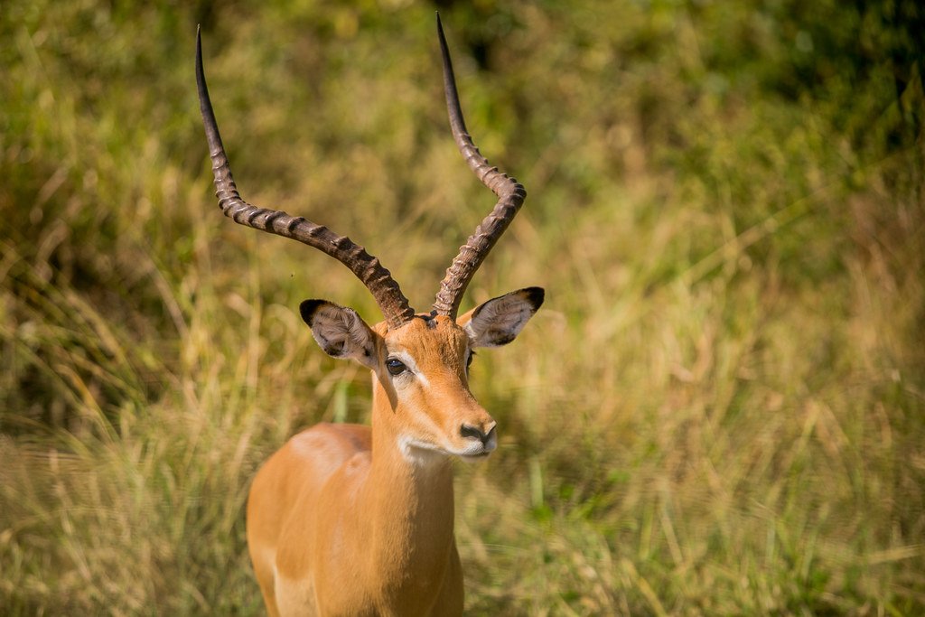 Akagera National Park landscape