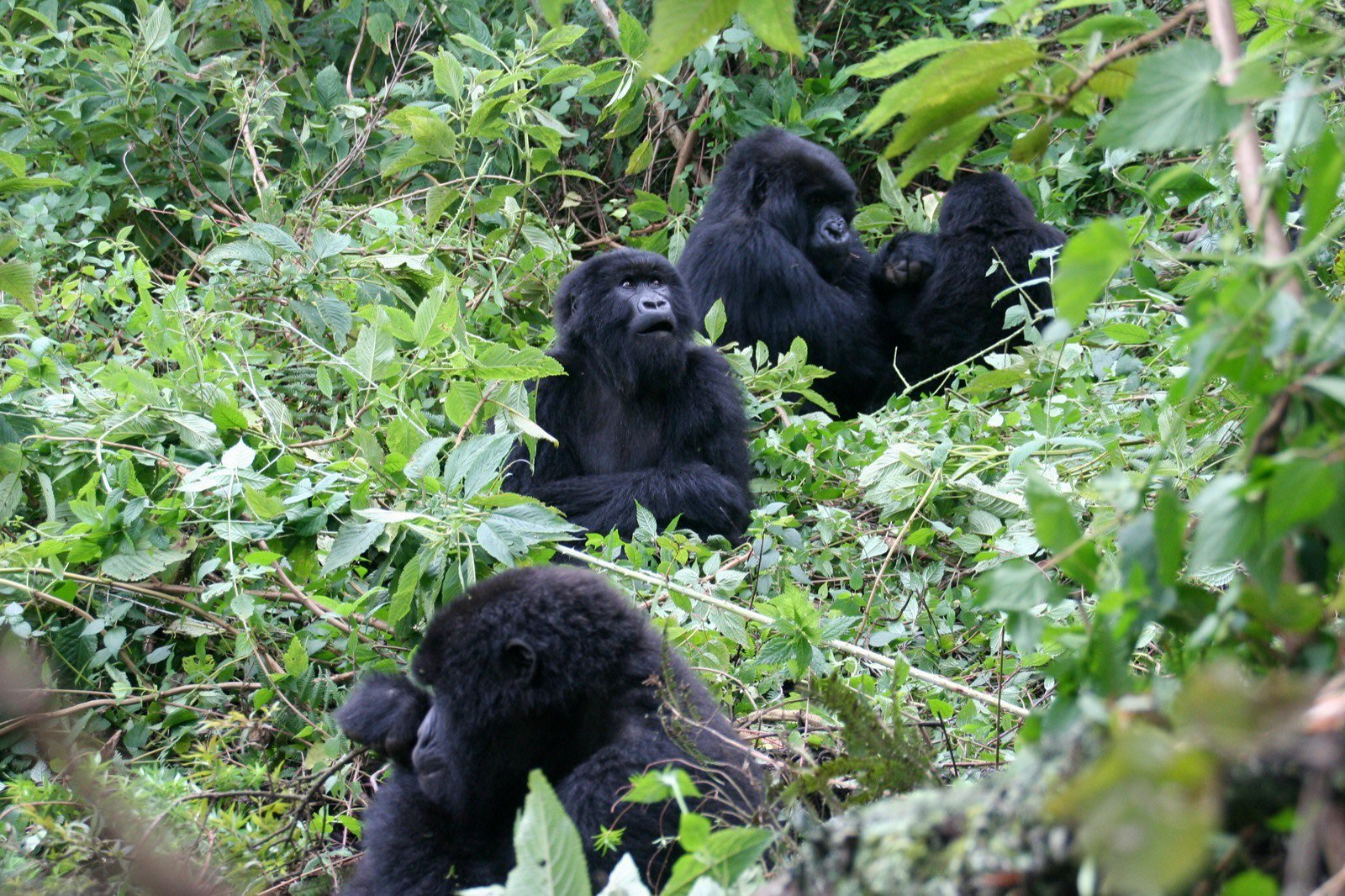 Volcanoes National Park: gorilla trekking