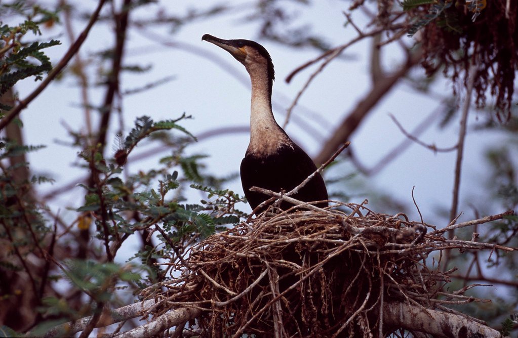 Great cormorant nesting in the trees at Nyungwe National Park