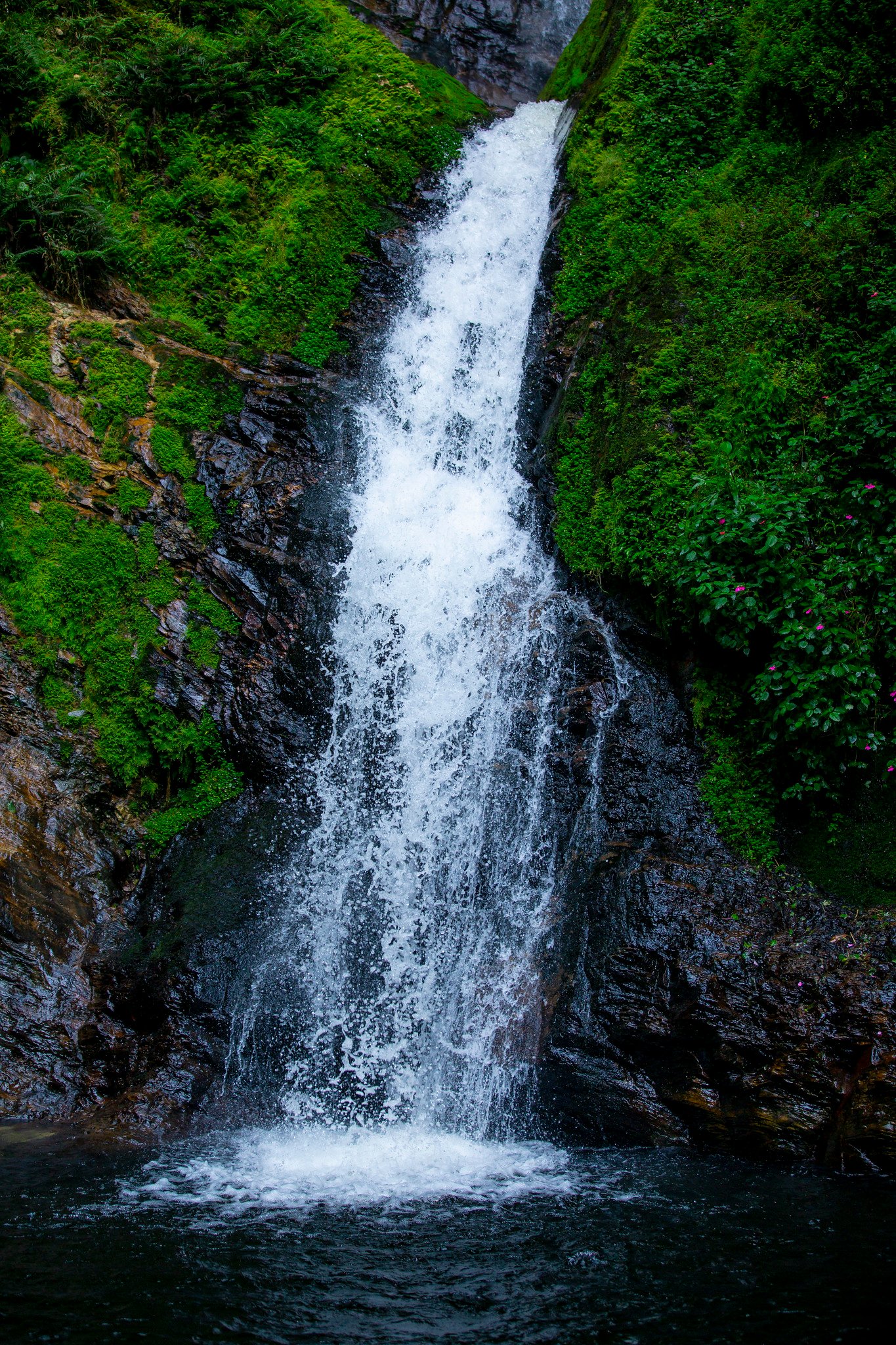 Nyungwe National Park rainforest
